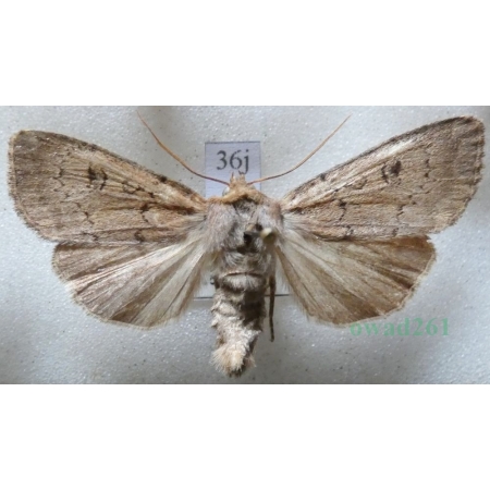 Graphiphora augur (Fabricius, 1775) Rolnica wróżebnica Czech36j